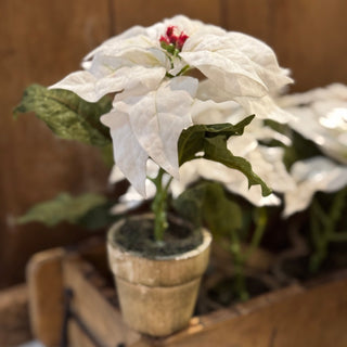 Potted Small White Poinsettia - Annie Jack TX