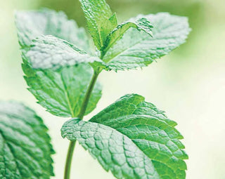 Ahhhsome Relief After Sun Body Mousse - Annie Jack TX