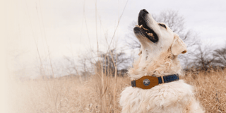 Heirloom Suede AirTag Dog Collar — Black & Coffee - Annie Jack TX