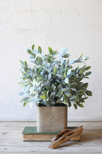 PLANT Sage Bush CNL1010K - Annie Jack TX
